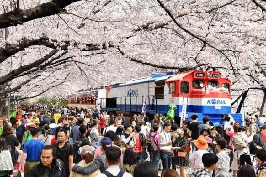 A crowded scene with a train and cherry blossoms. 1