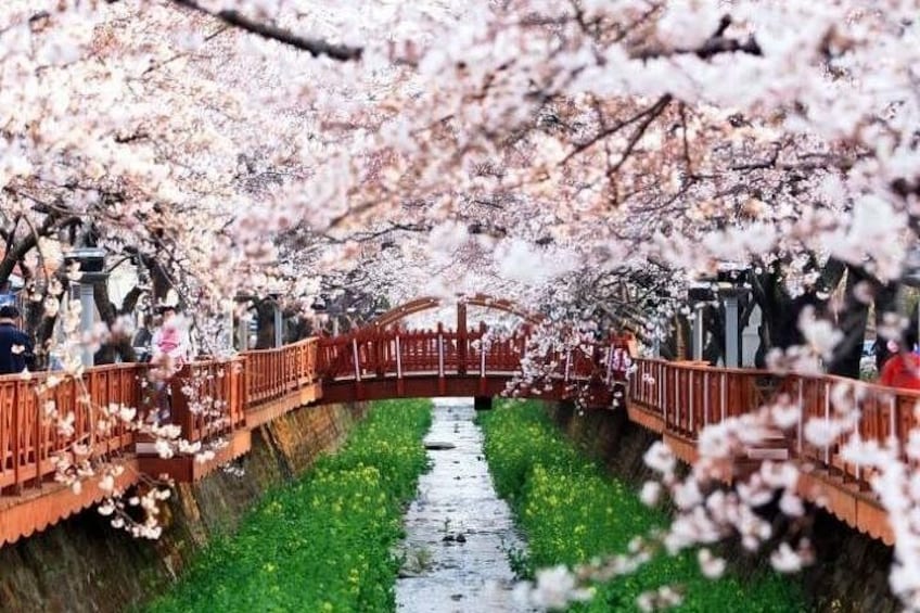 A cherry blossom-lined canal with a wooden bridge. 3