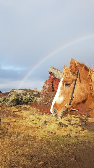 A horse with a rainbow in the background. 3