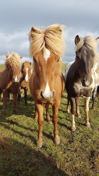 A group of horses grazing in a field. 1
