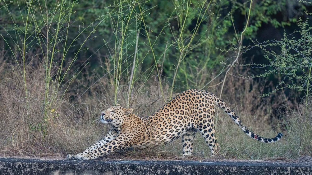 Picture 7 for Activity Jaipur: Leopards Safari Tour at Jhalana l Spot Wild Animals 4