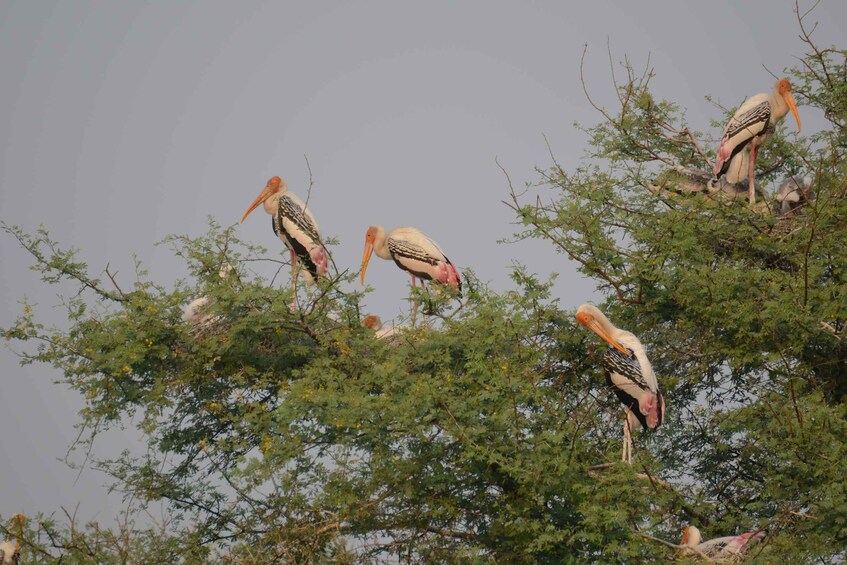 A group of storks perched on tree branches. 5