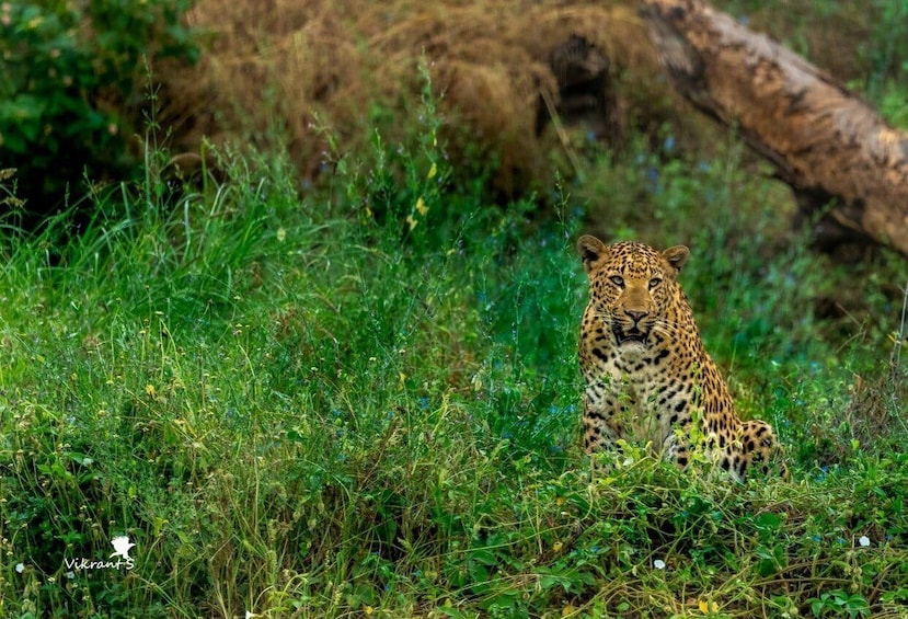 Picture 8 for Activity Jaipur: Leopards Safari Tour at Jhalana l Spot Wild Animals 5