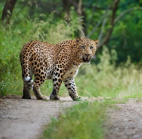 Picture 2 for Activity Jaipur: Leopards Safari Tour at Jhalana l Spot Wild Animals 1
