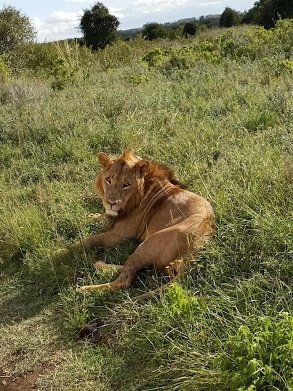 A lion lying in a grassy field. 2