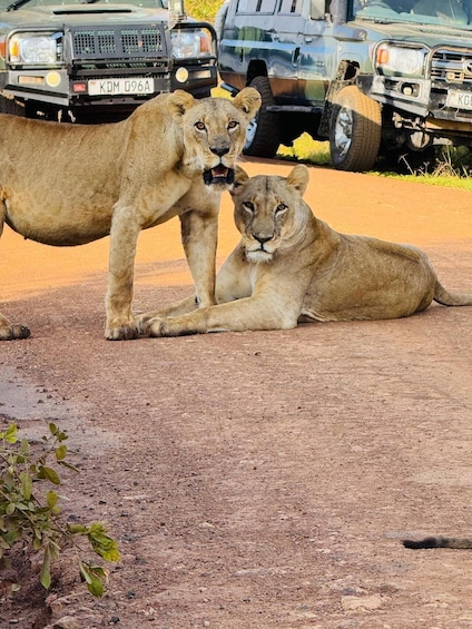 Nairobi National Park Safari Half-Day Tour 1