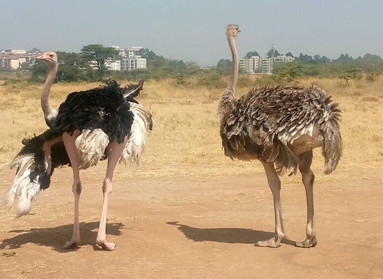 Picture 9 for Activity Nairobi National Park Safari Half-Day Tour 3