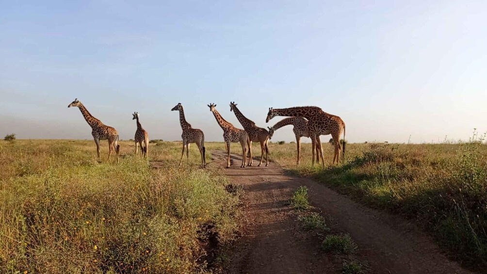 Picture 1 for Activity Nairobi National Park Safari Half-Day Tour 4