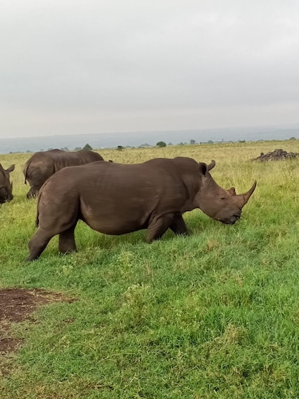 Picture 5 for Activity Nairobi National Park Safari Half-Day Tour 5