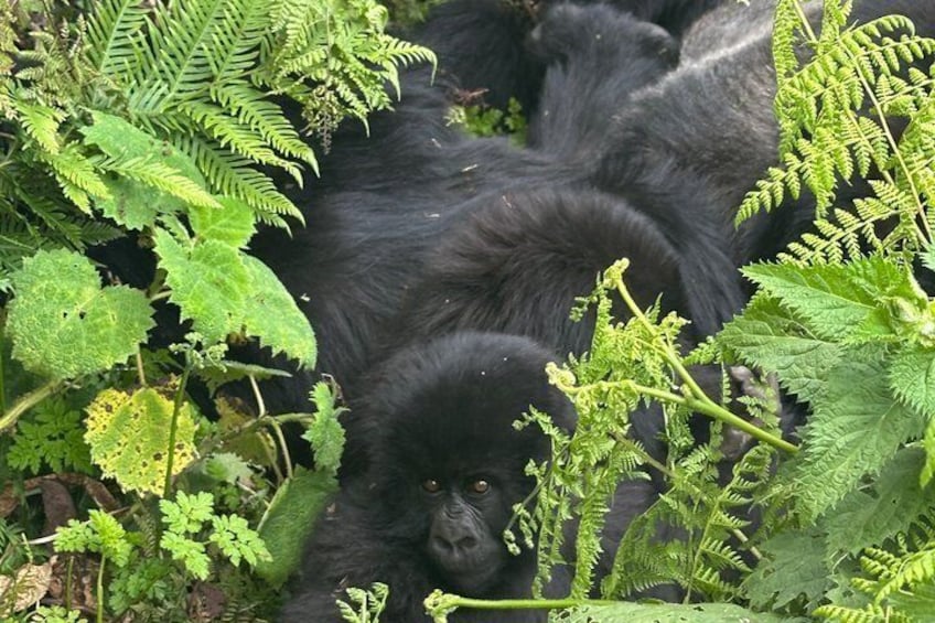 Un gorille allongé au milieu d’un feuillage verdoyant. 4