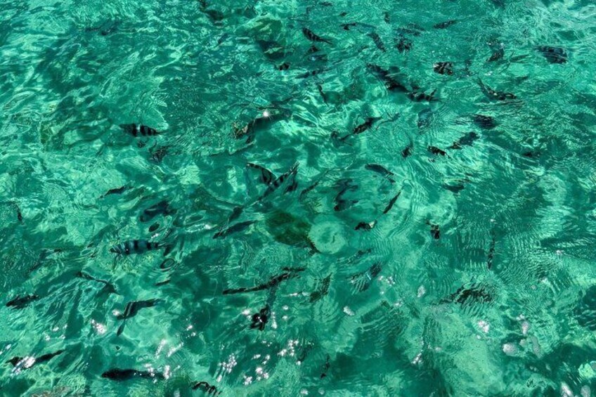 Eau turquoise et limpide, où l’on peut voir des poissons nager. 5