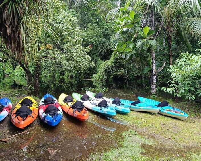 Picture 9 for Activity Tortuguero: Mystic Kayak Tour in National Park 1