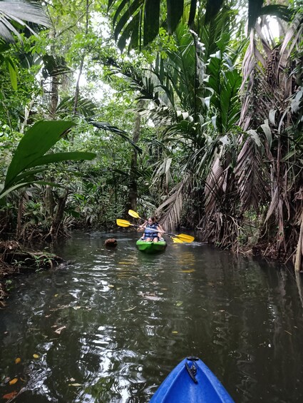 A person kayaking through a narrow waterway surrounded by dense tropical vegetation. 3