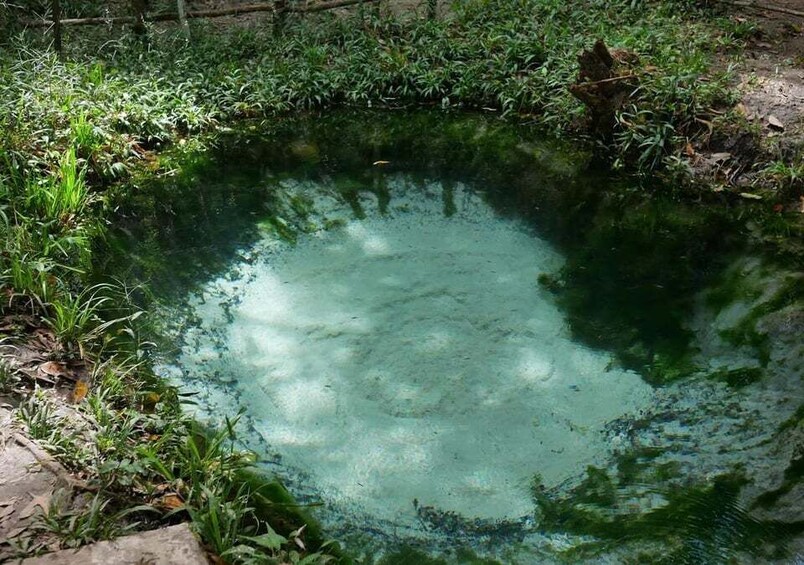 A small pond surrounded by greenery. 3