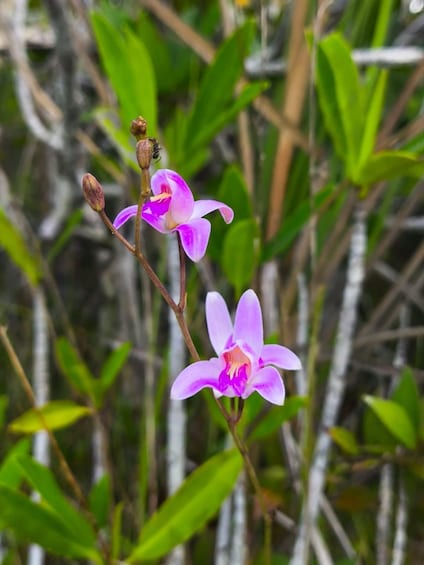 A cluster of purple orchids with green foliage in the background. 4