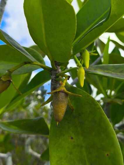 A close-up of a plant with green leaves and a yellowish fruit or seed pod. 5
