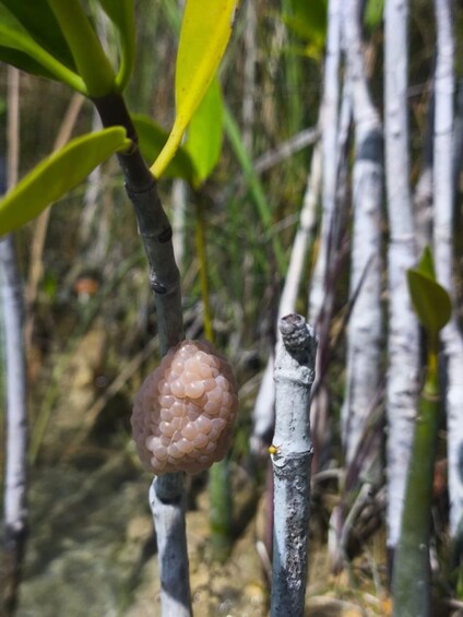 A close-up of a plant with a brown, textured fruit hanging from a branch. 5