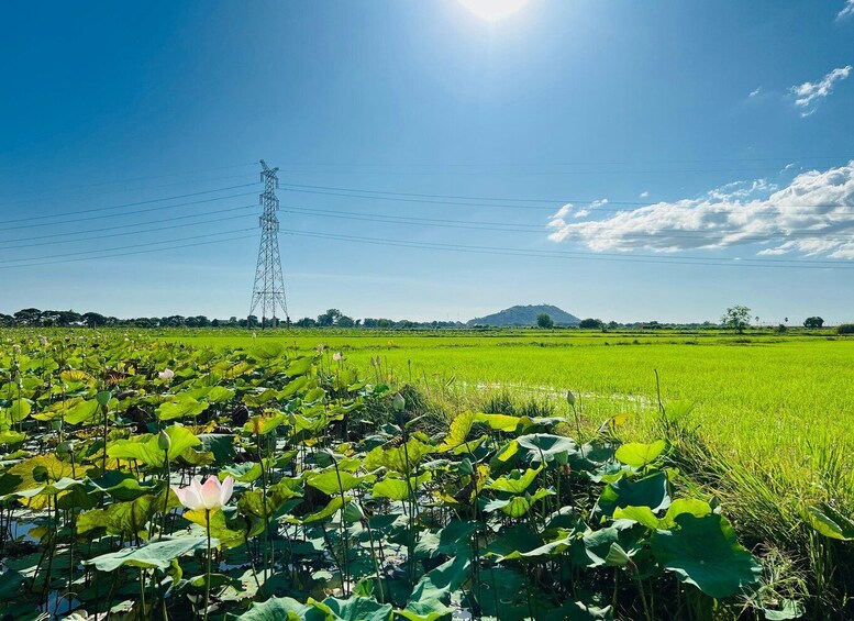 A lush green field with lotus flowers and a power line tower in the distance. 5