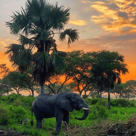 An elephant in a natural landscape with trees and a sunset. 1