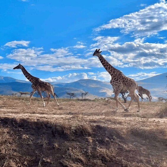 A group of giraffes walking across a dry savanna with sparse trees and distant mountains under a partly cloudy sky. 2