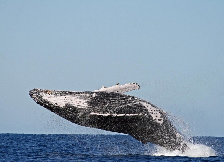 Picture 6 for Activity Byron Bay: Whale Watching Tour - No Hidden Travel Costs 5