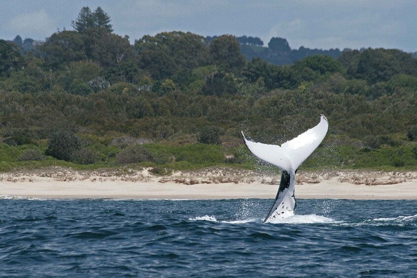 Picture 7 for Activity Byron Bay: Whale Watching Tour - No Hidden Travel Costs 2
