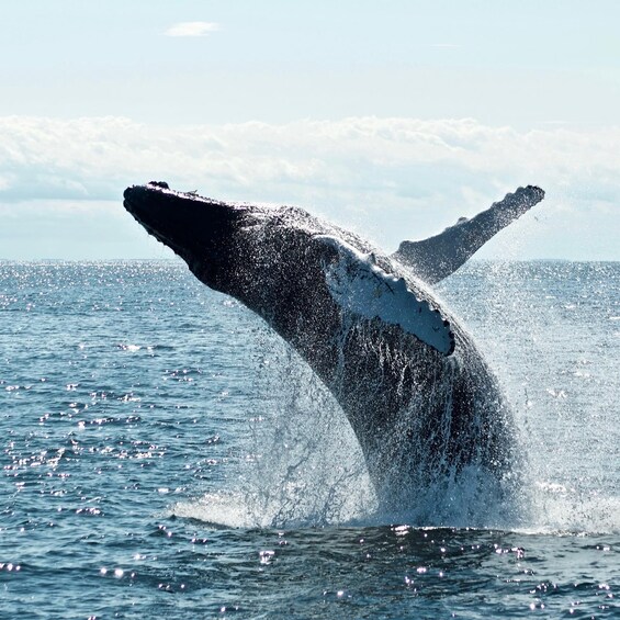 A whale breaching the ocean surface. 1