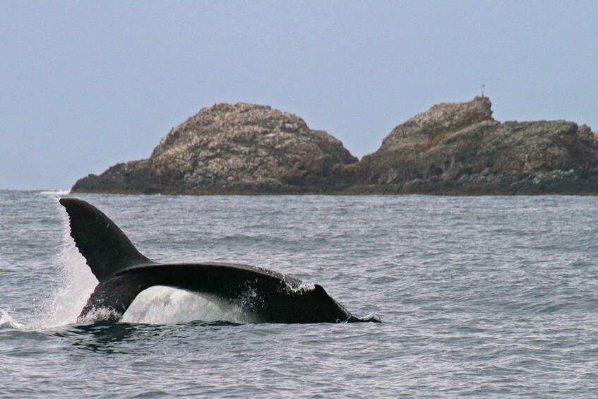 Picture 8 for Activity Byron Bay: Whale Watching Tour - No Hidden Travel Costs 4