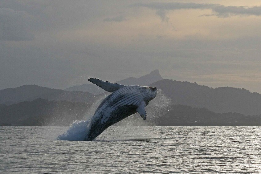 Picture 9 for Activity Byron Bay: Whale Watching Tour - No Hidden Travel Costs 3