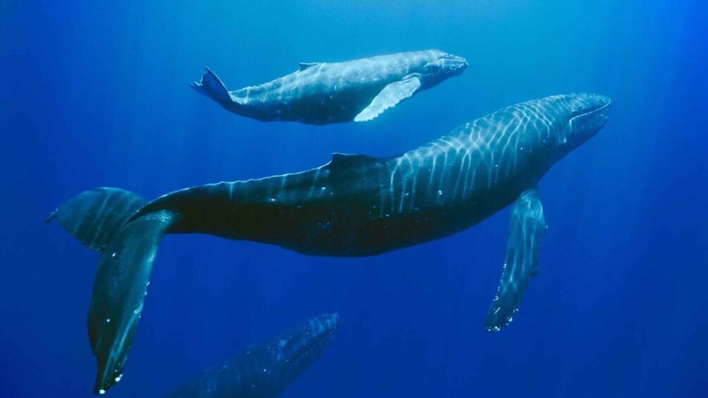 Two whales swimming in the ocean. 1