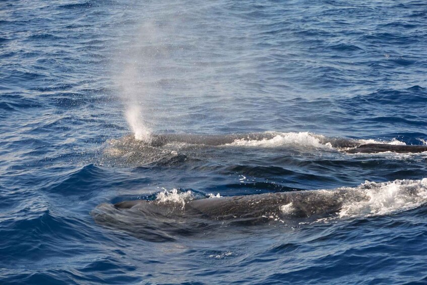 Two whales breaching the ocean surface. 5