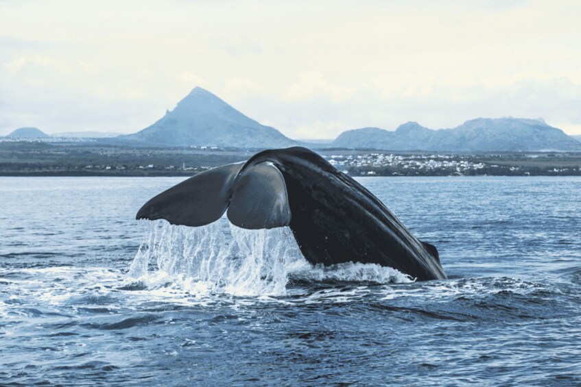 A whale breaching with water splashing around it. 4