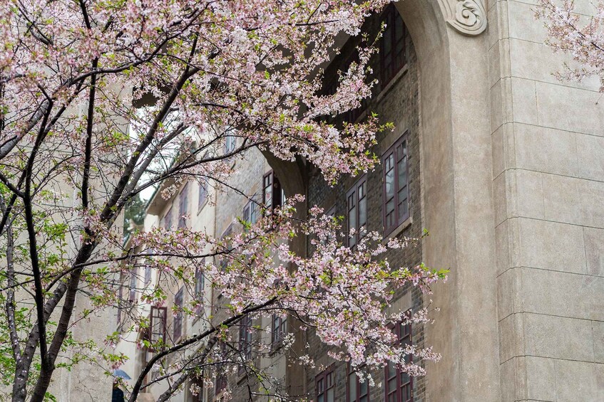 Picture 31 for Activity Luojia Moments: A Classic Walking Tour of Wuhan University 5