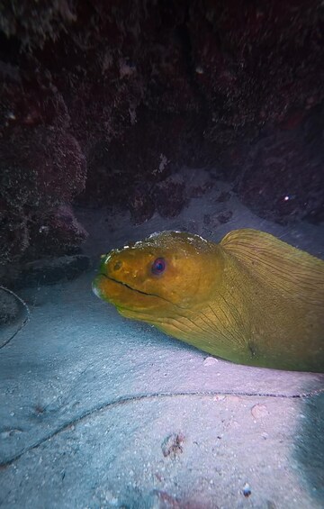 A fish with a yellowish body and a blue eye, swimming near a rocky underwater surface. 3