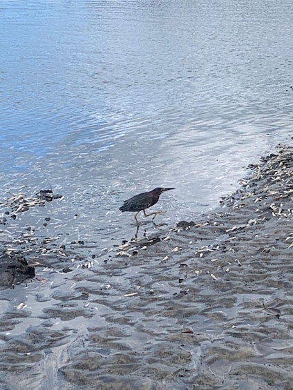 A bird walking on a sandy beach with scattered shells and pebbles. 4