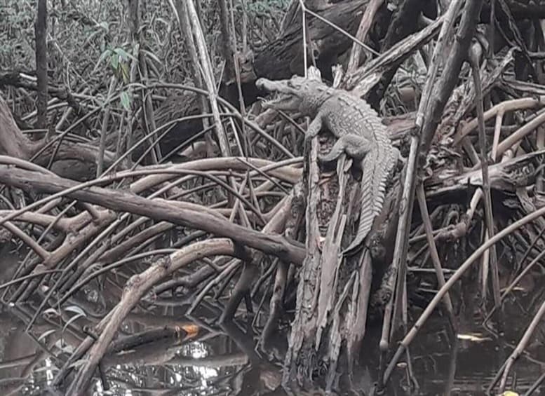A crocodile resting on a tree branch in a mangrove forest. 3