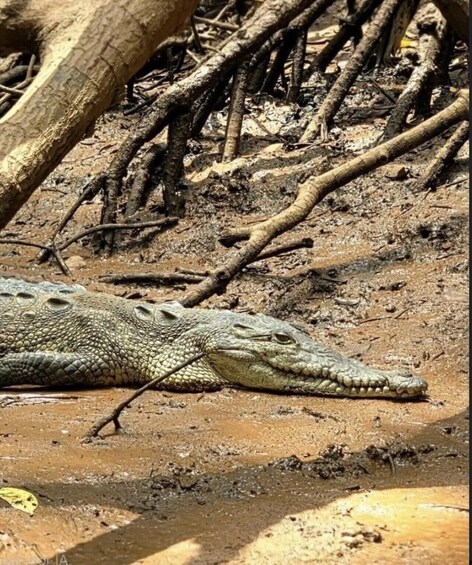 A crocodile resting on muddy ground with tree roots and branches around. 2
