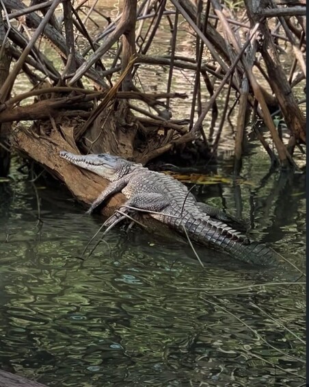 A crocodile resting on a log in a swampy area with water and overhanging branches. 5