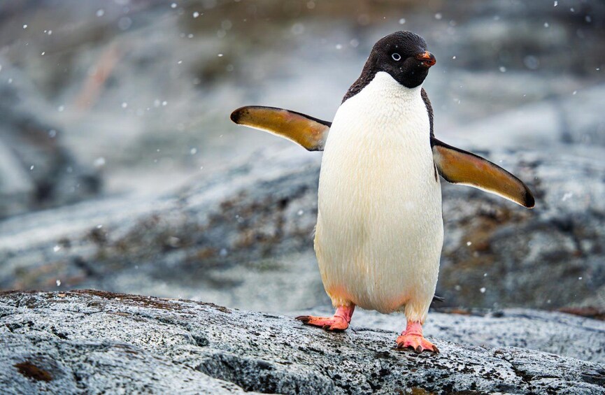 Interactive Photo-Museum of Antarctica with Virtual Reality 1