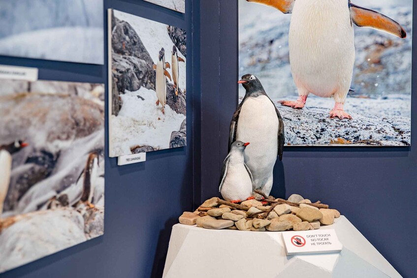Picture 19 for Activity Interactive Photo-Museum of Antarctica with Virtual Reality 3