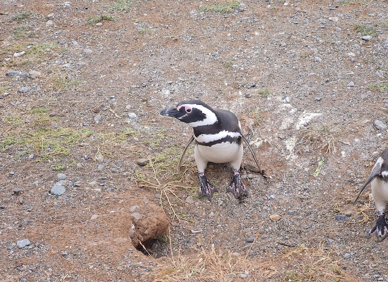 Picture 3 for Activity Punta Arenas: Sail to Isla Magdalena and hike with penguins 1