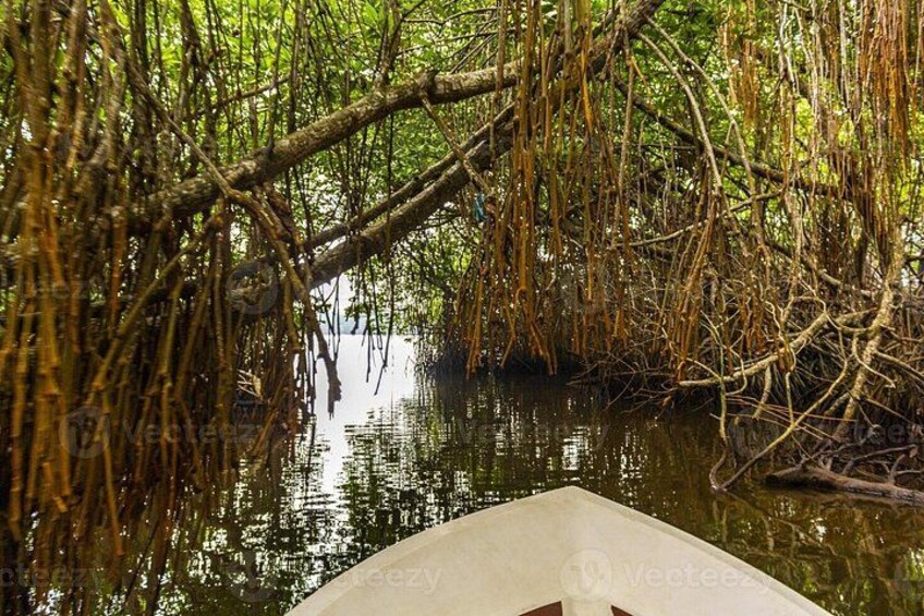 En båd i et mangroveområde med tætte, sammenfiltrede rødder og spejlbilleder i vandet. 2