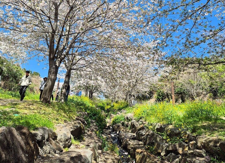 A cherry blossom tree with people walking nearby. 4
