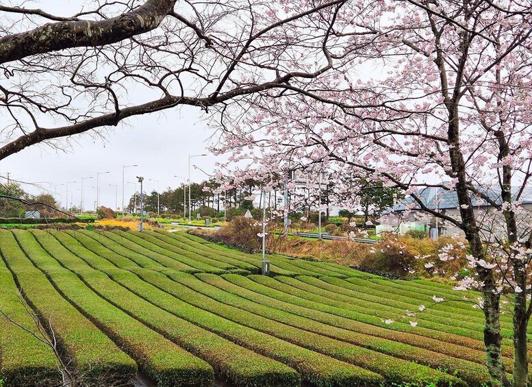 A landscape with cherry blossoms and terraced fields. 5