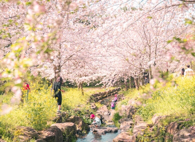 A cherry blossom path with people walking and sitting by a stream. 1