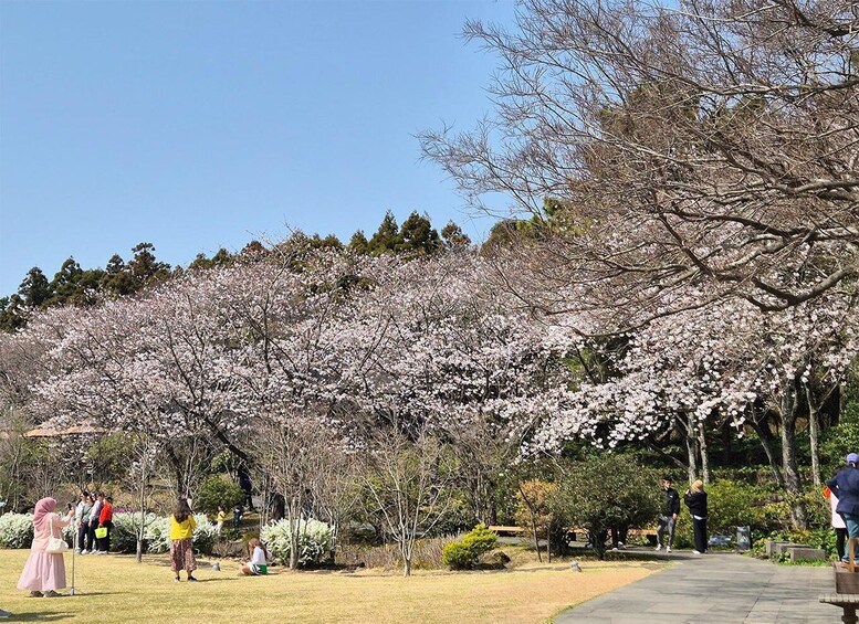 A park with cherry blossom trees in full bloom, people walking and sitting on the grass, and a clear blue sky. 3