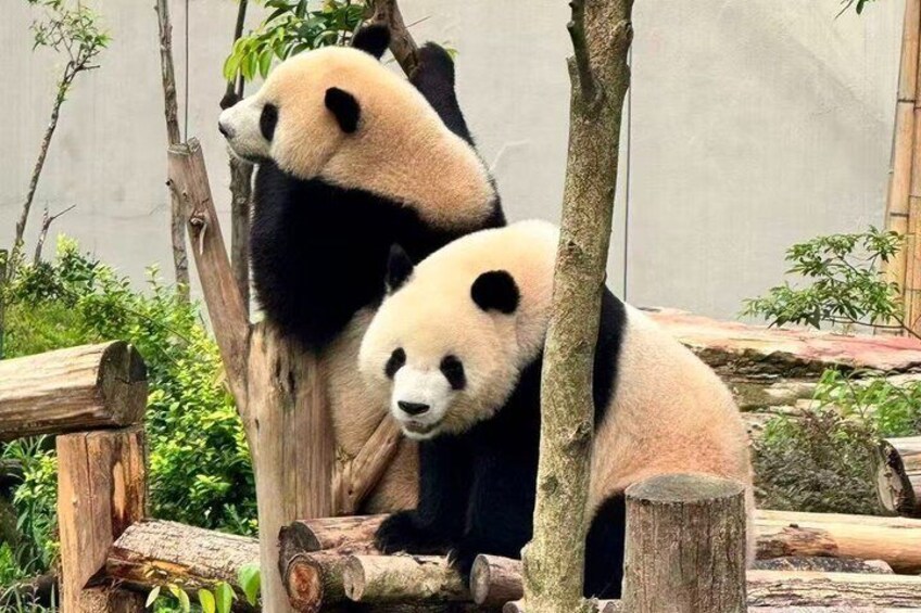 Chengdu Panda Base Half-Day Private Tour 5