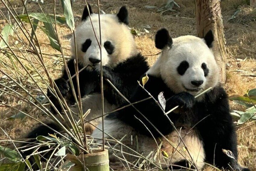 Chengdu Panda Base Half-Day Private Tour 2