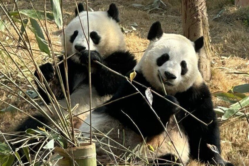 Chengdu Panda Base Half-Day Private Tour 3