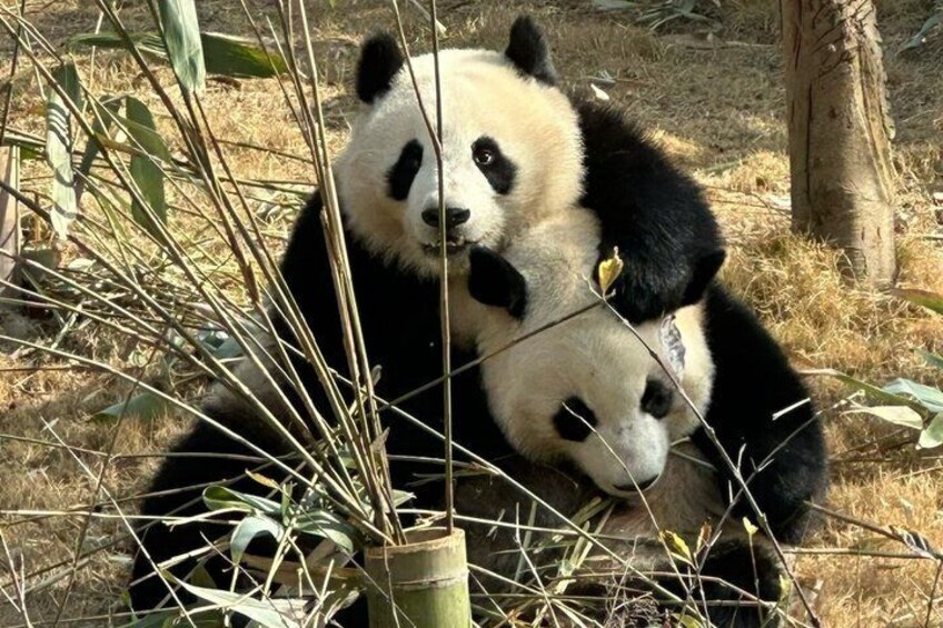 Chengdu Panda Base Half-Day Private Tour 4